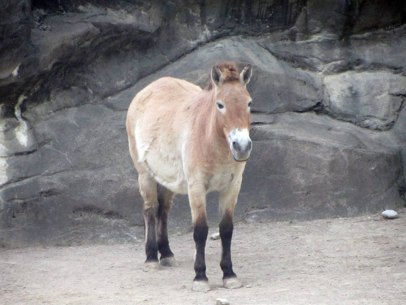 Przewalski's Horse
