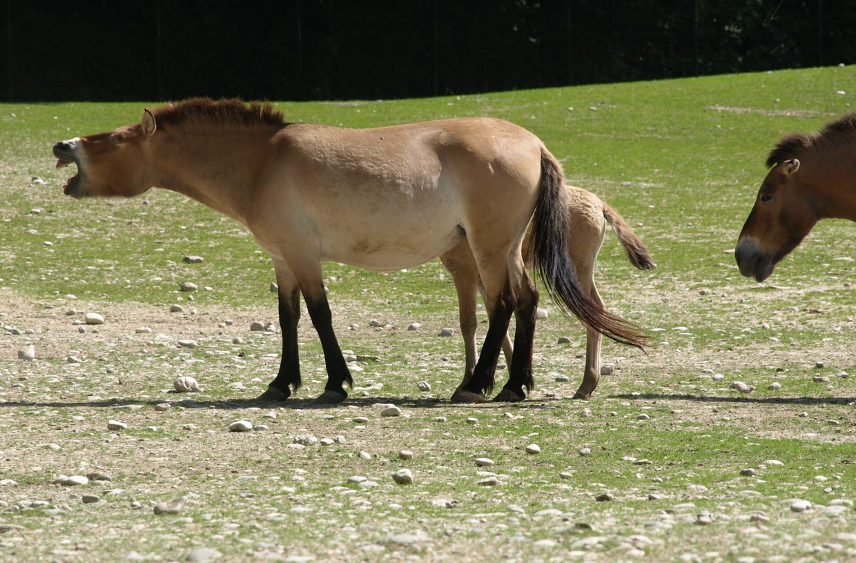 Przewalski's horse
