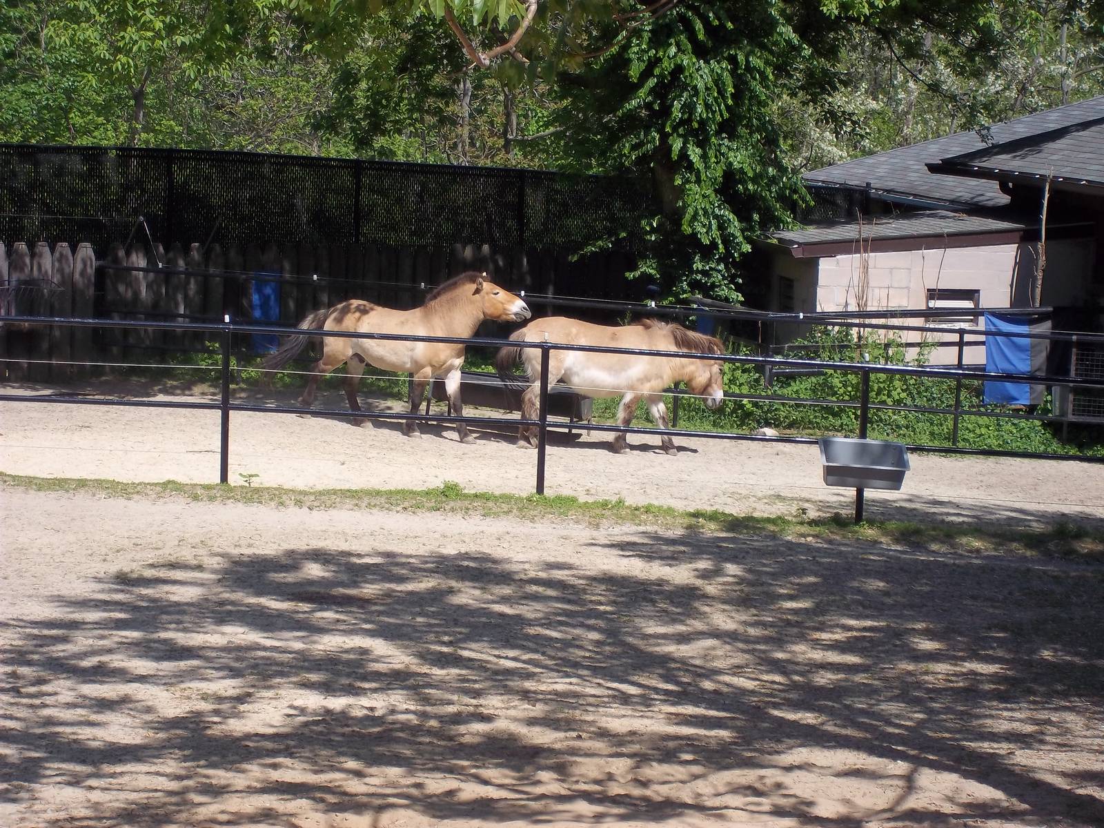 Przewalski's Horse