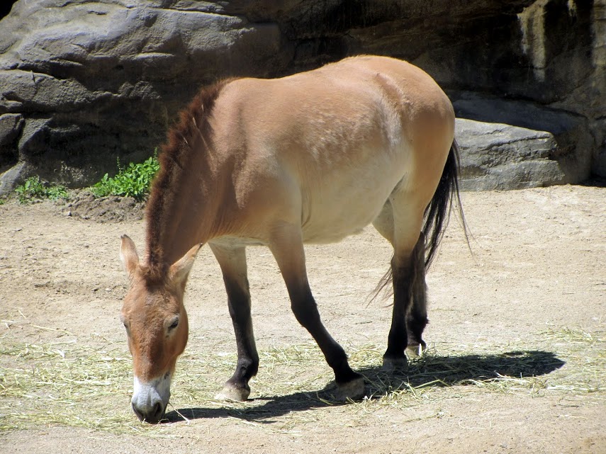 Przewalski's Horse