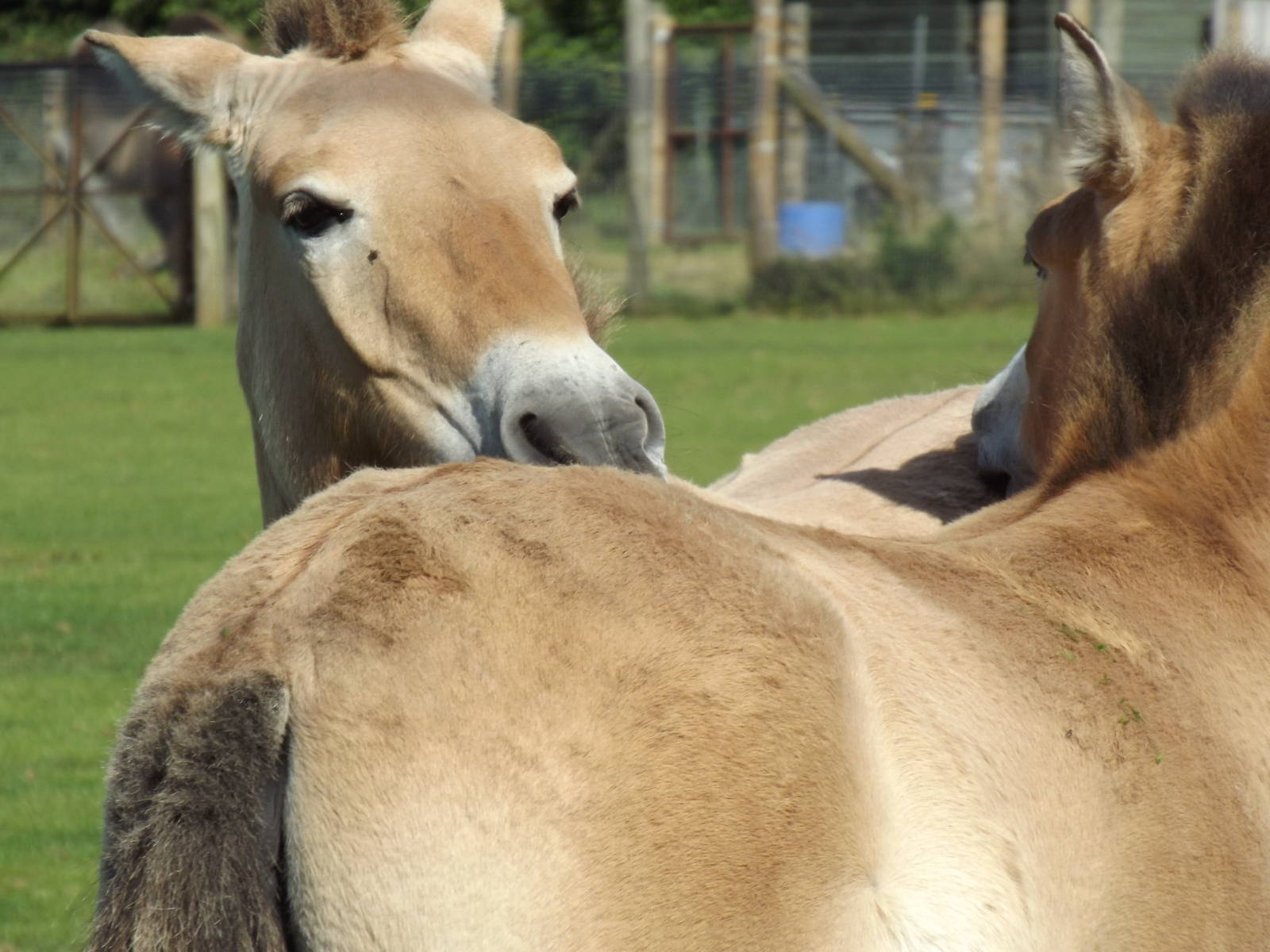 Przewalski's Horse