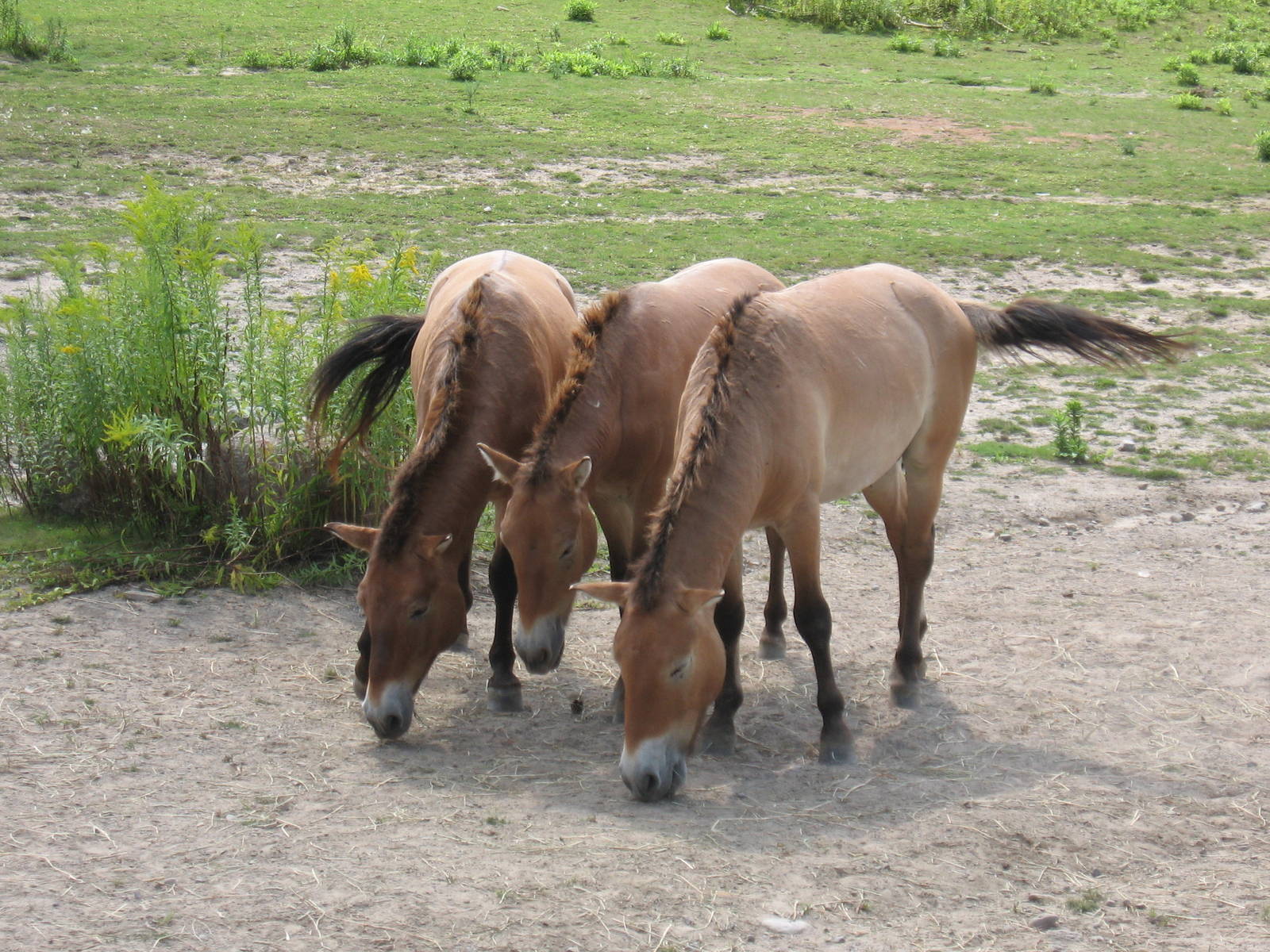 Przewalski's Horse
