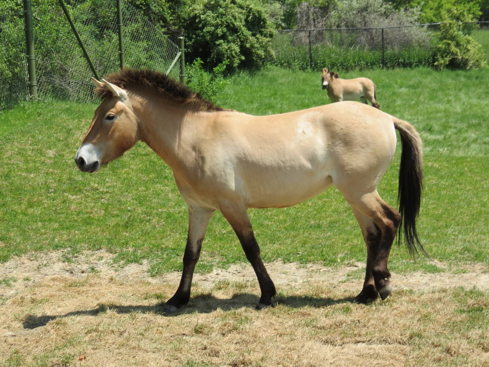 Przewalski's Horse