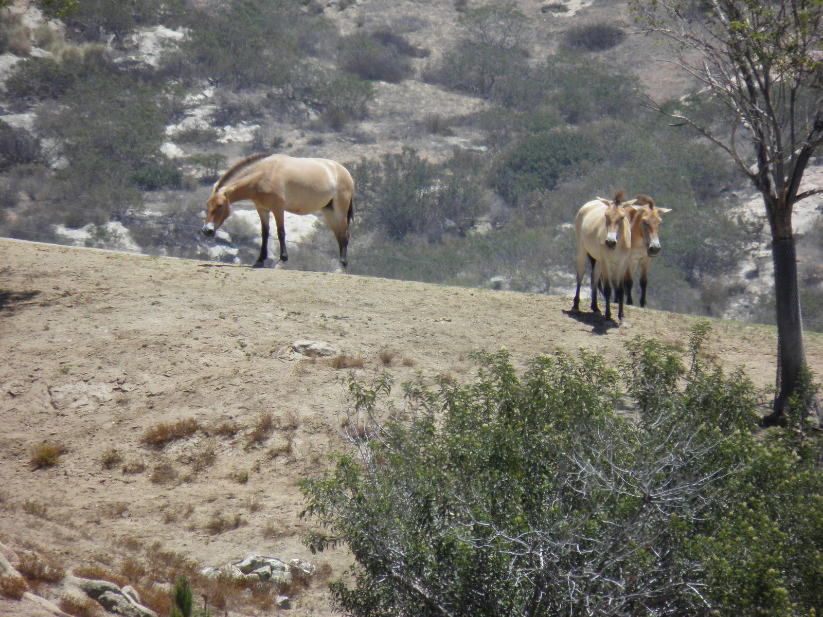 Przewalski's horse