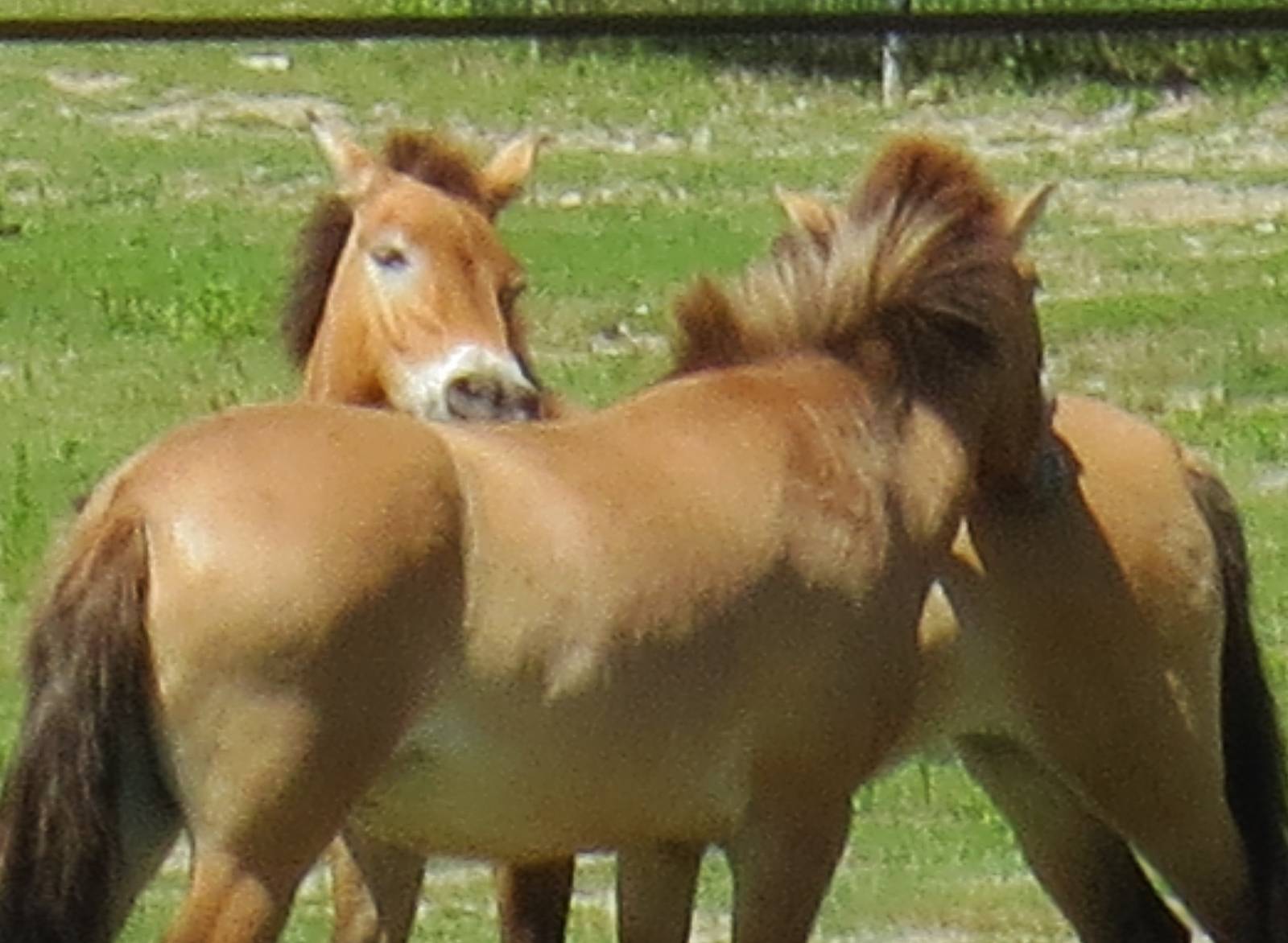 Przewalski's Horse