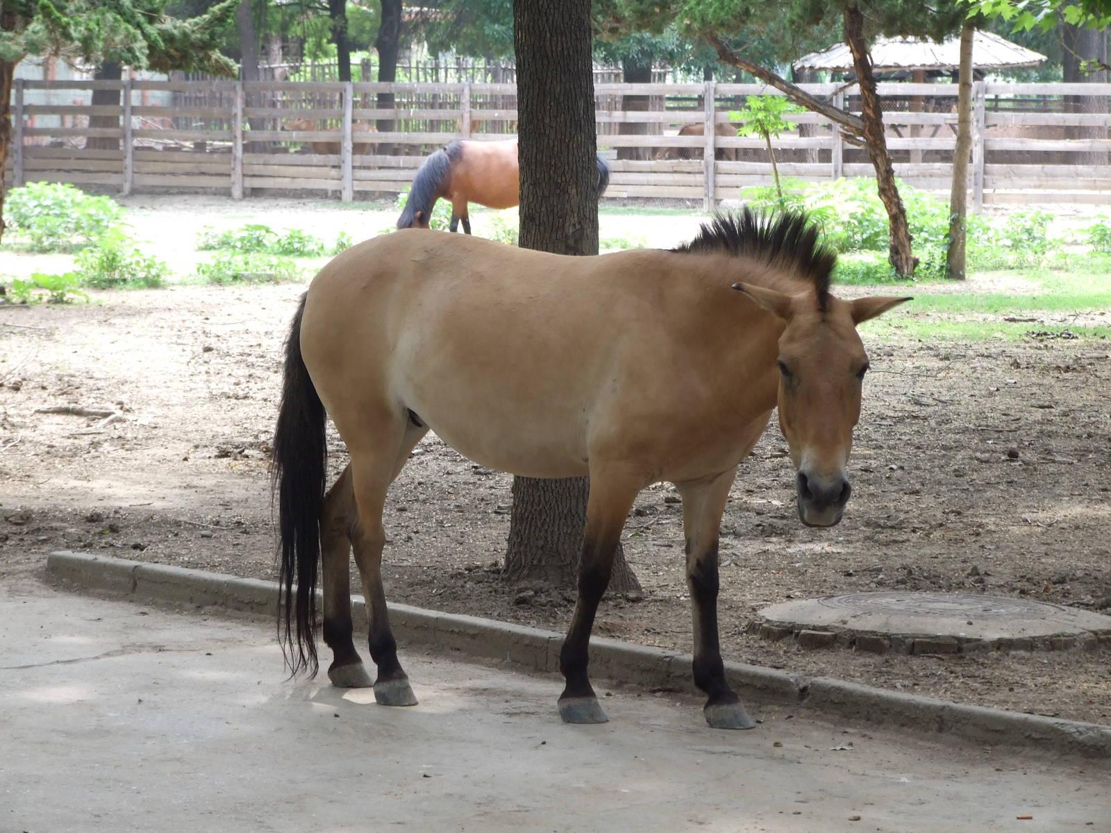 Przewalski's horse