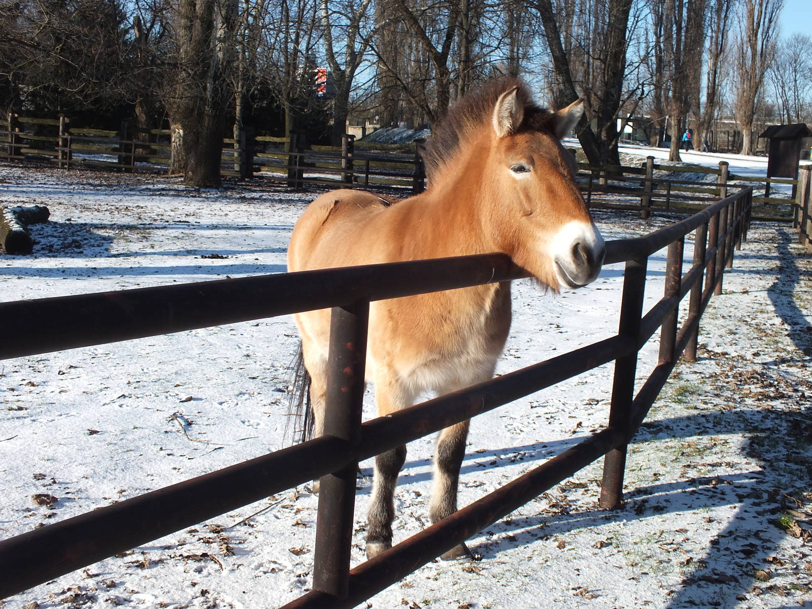 Przewalski's Horse