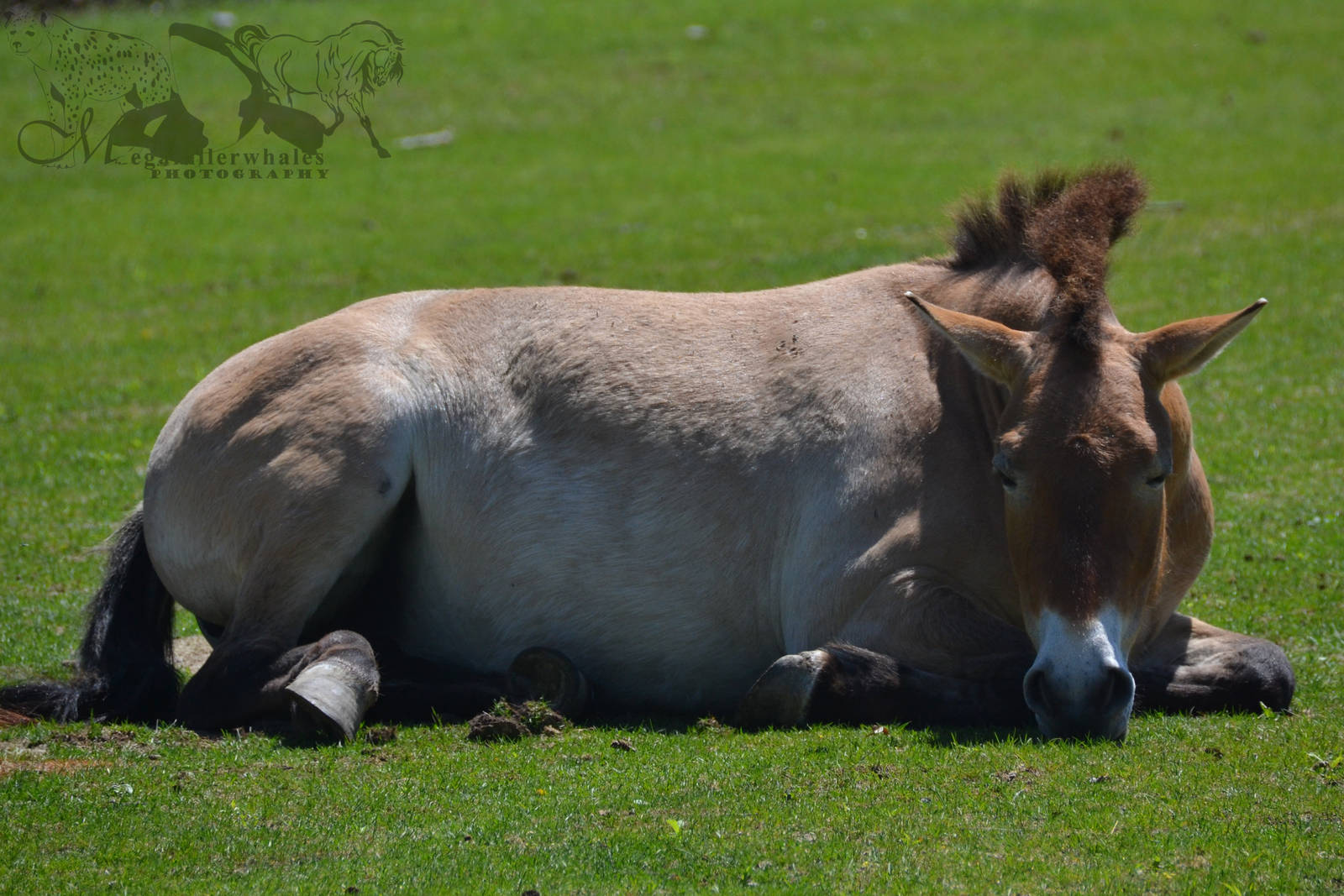 Przewalski's Horse