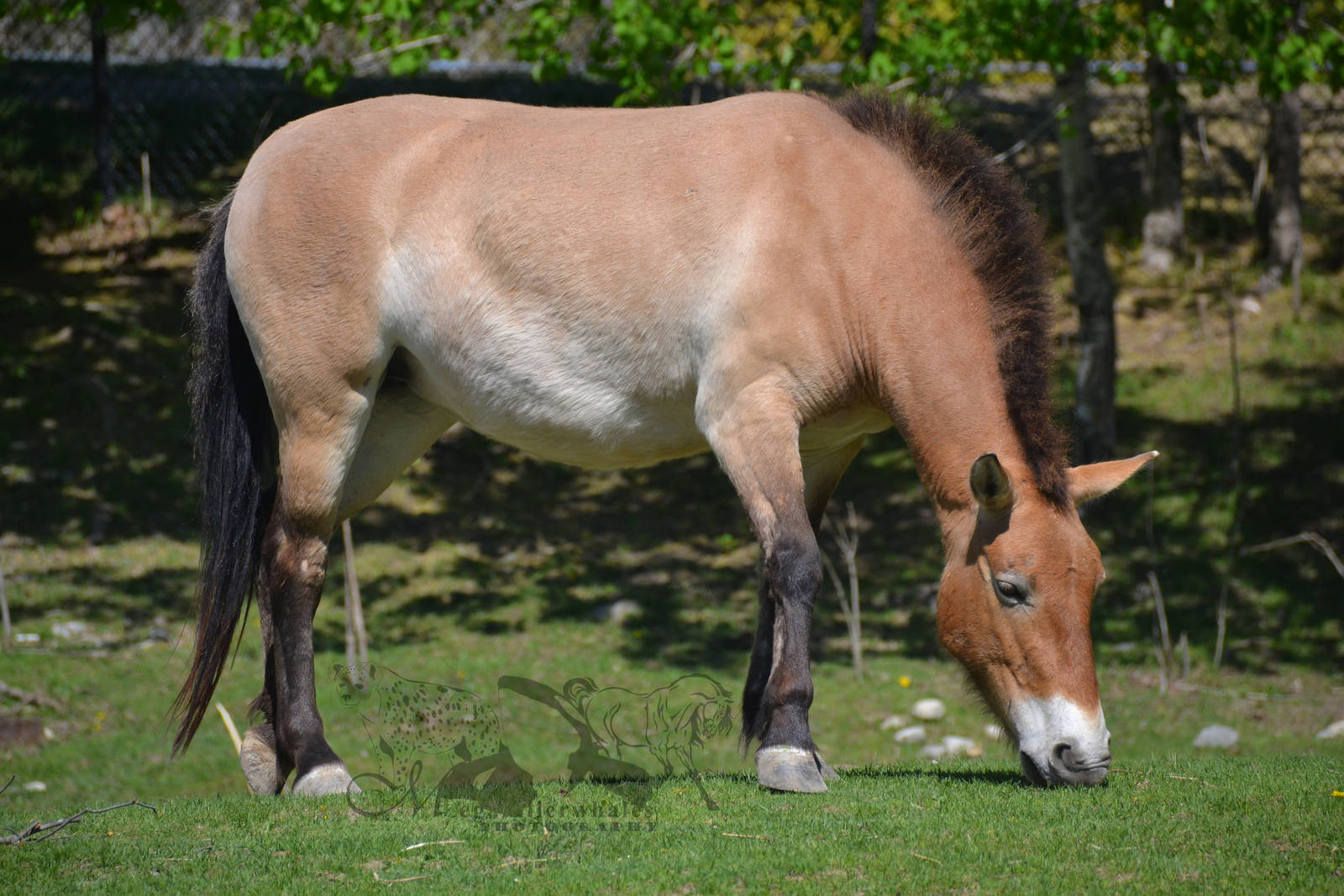 Przewalski's Horse