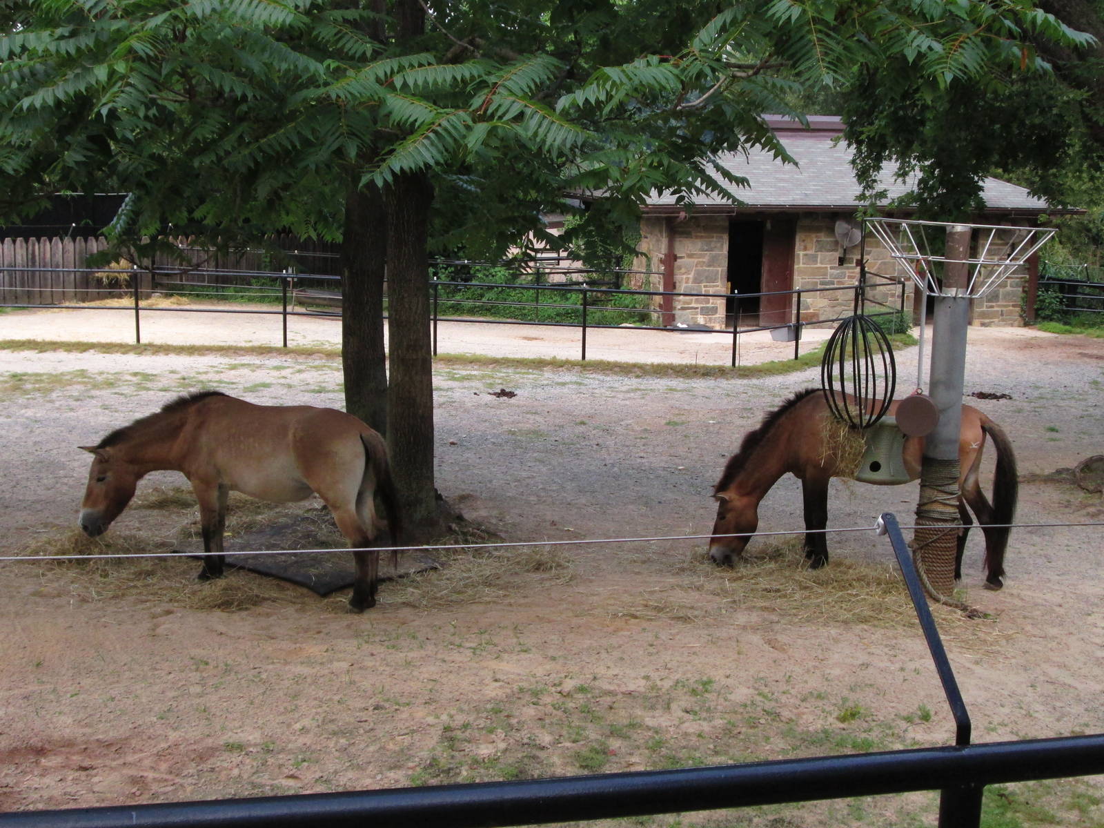 Przewalski's Horse
