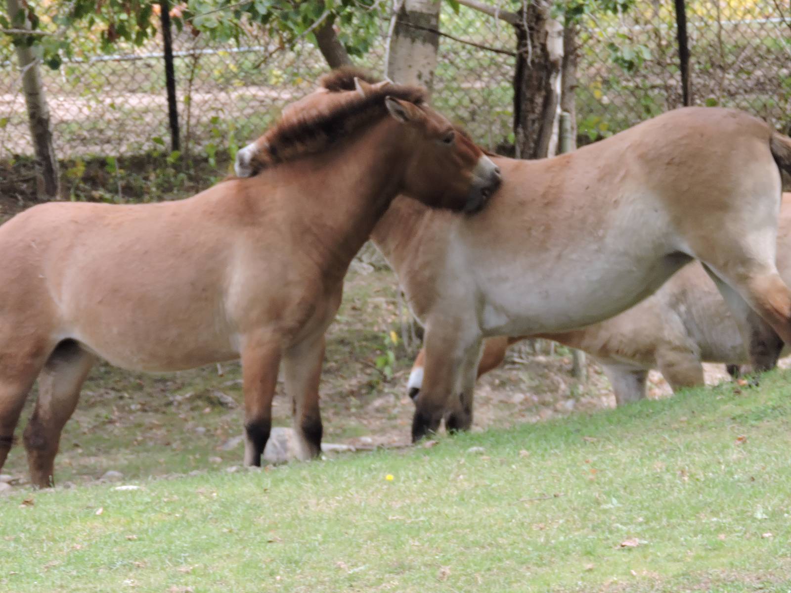 Przewalski's Horse