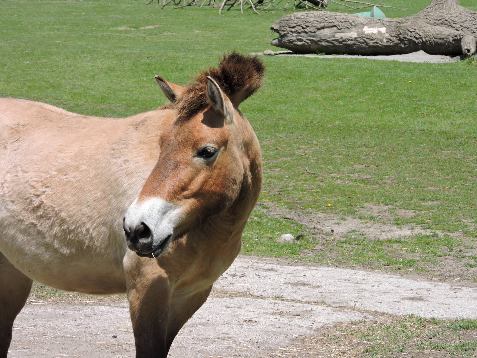 Przewalski's Horse