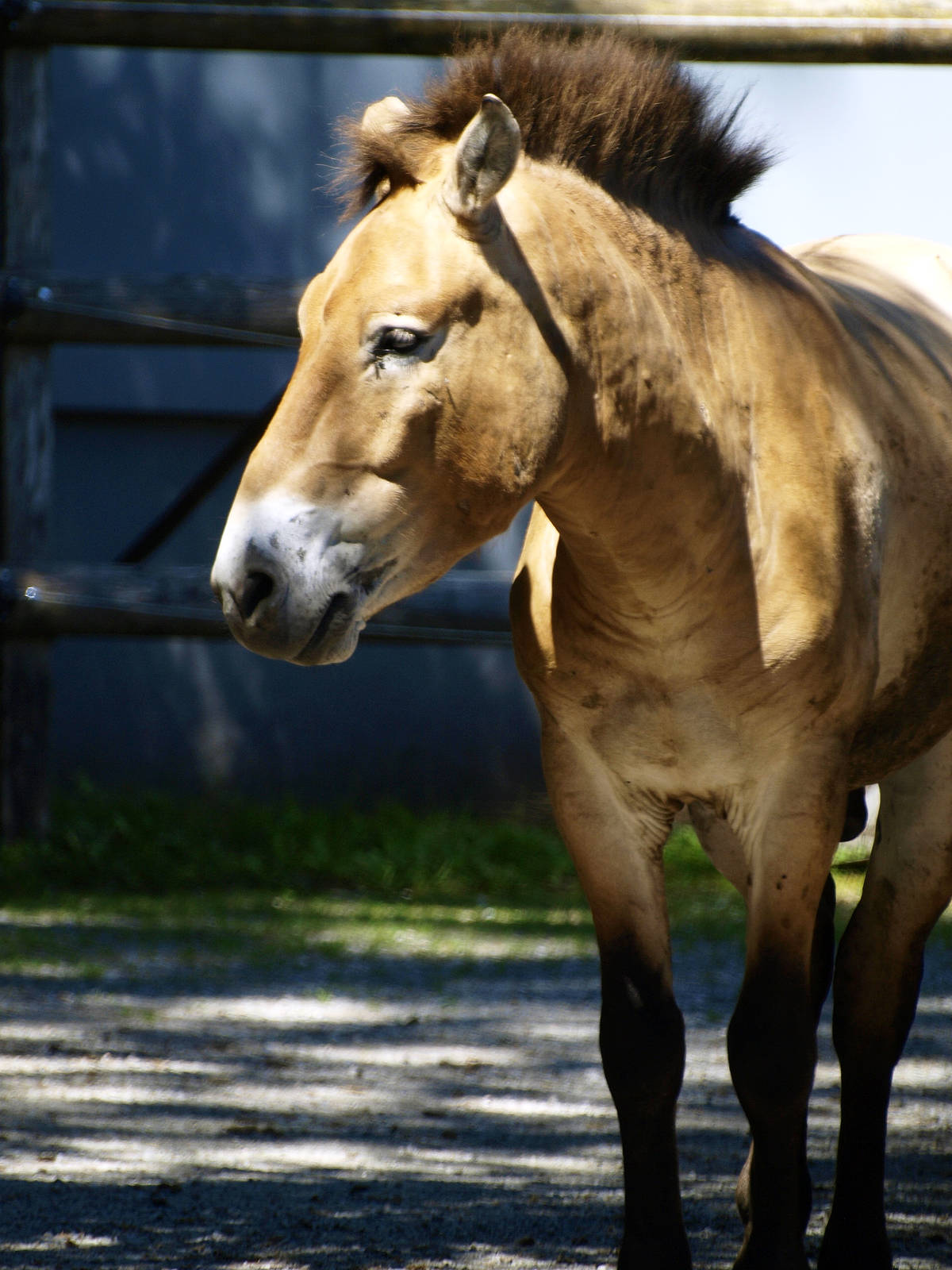 Przewalski's horse