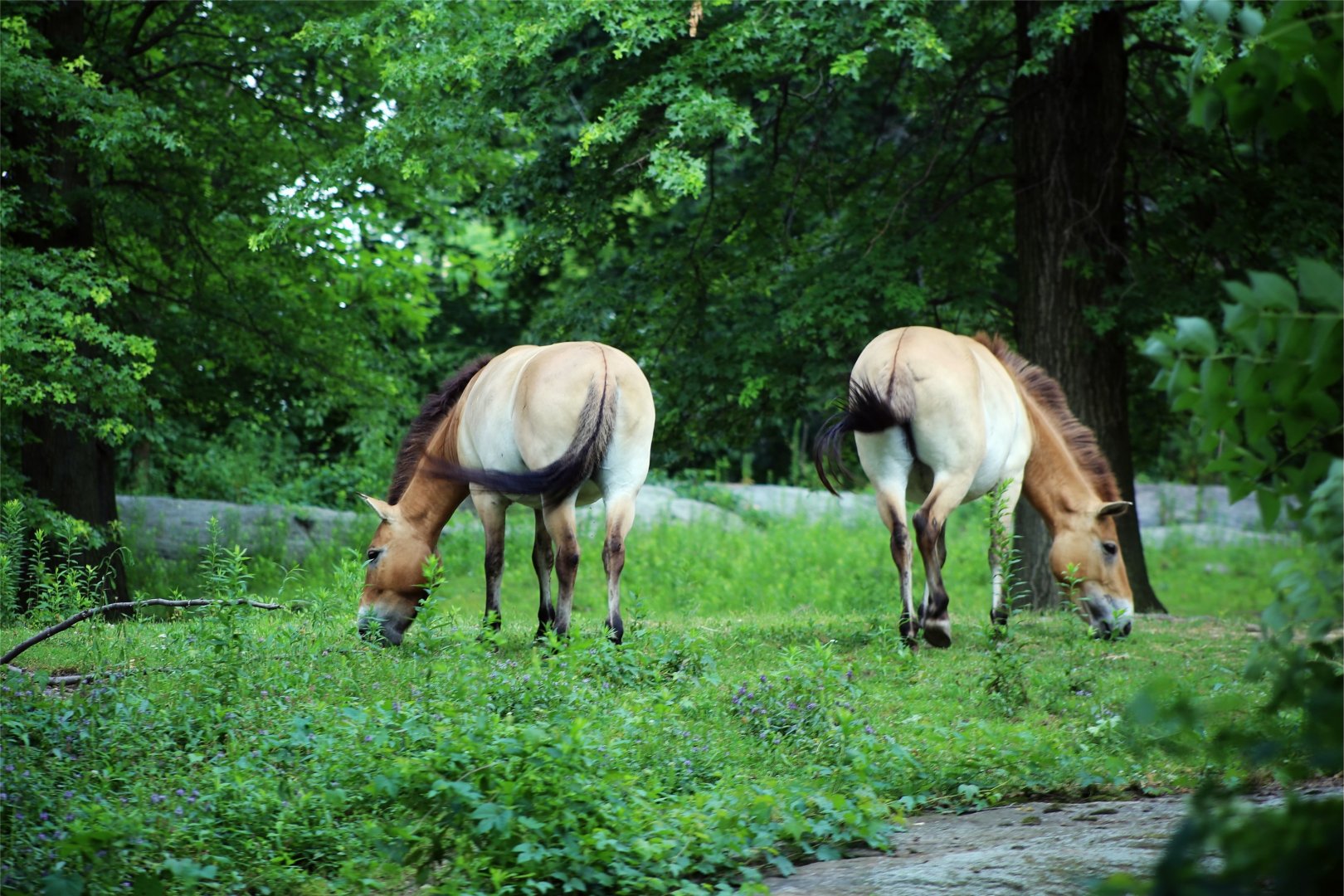 Przewalski's horse