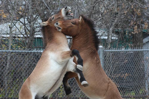 Przewalski's Horse