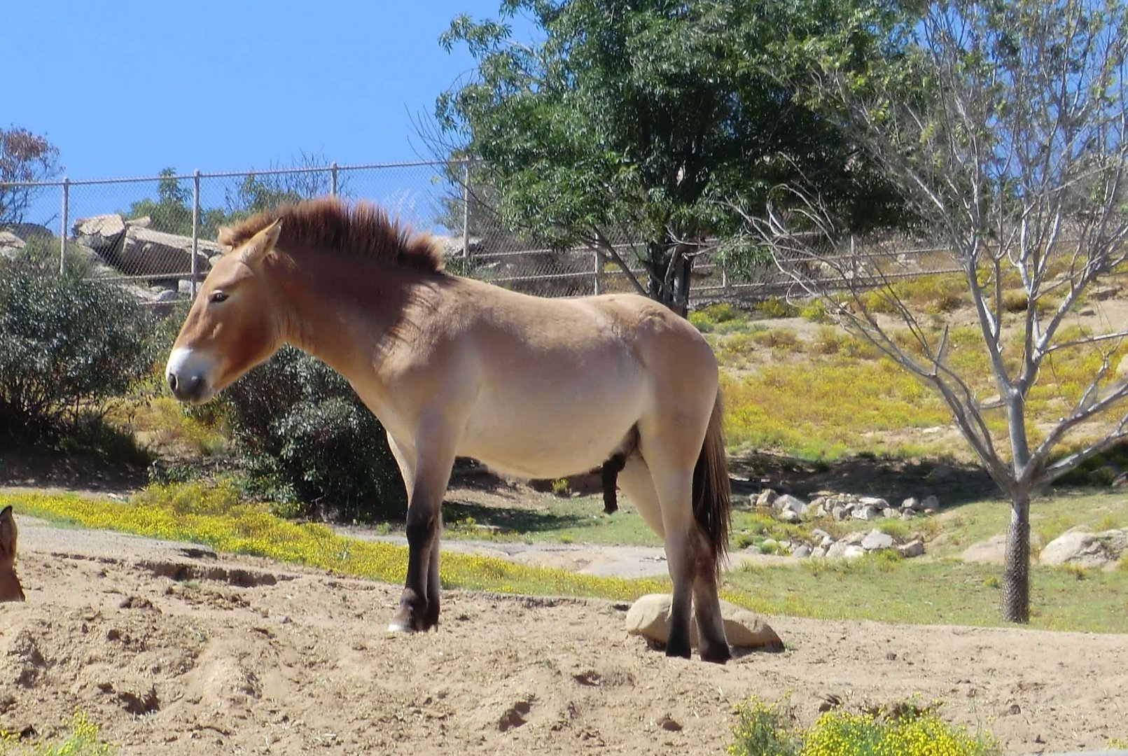Przewalski's horse