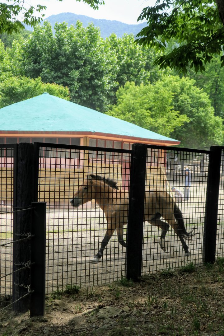 Przewalski's Horse