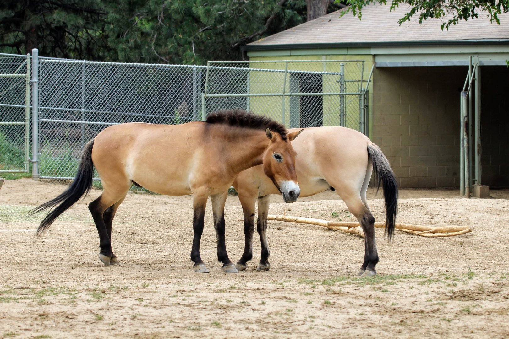 Przewalski's Horse