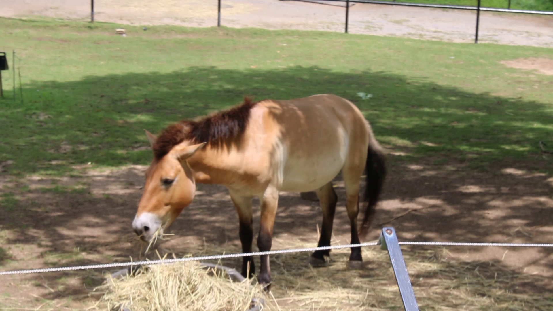 Przewalski's Horse