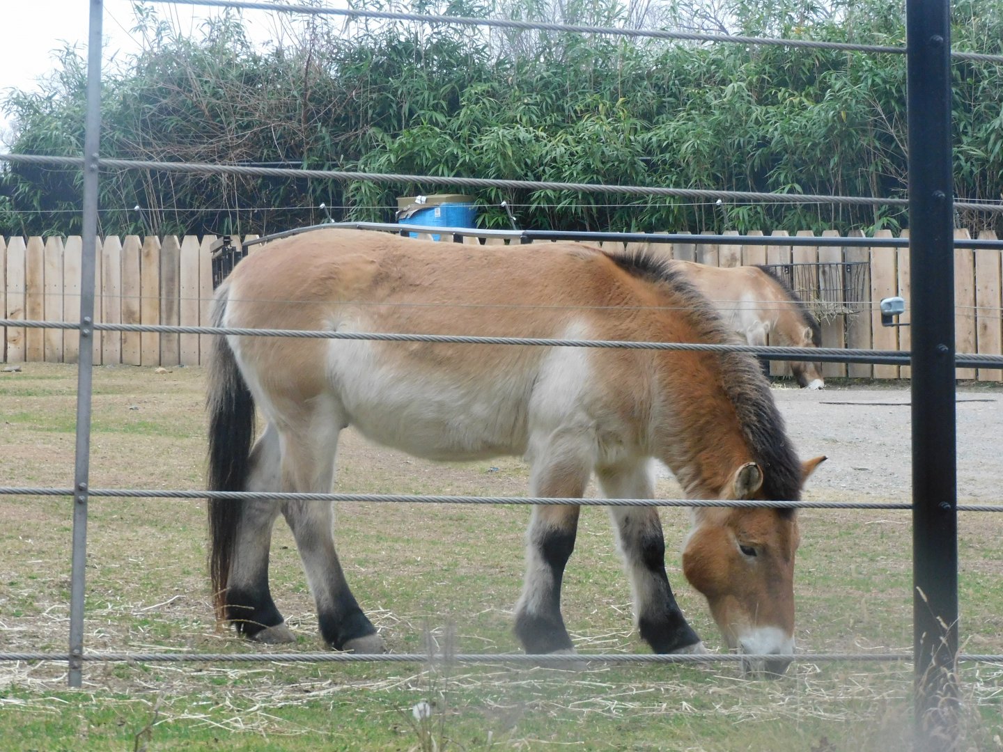 Przewalski's horse
