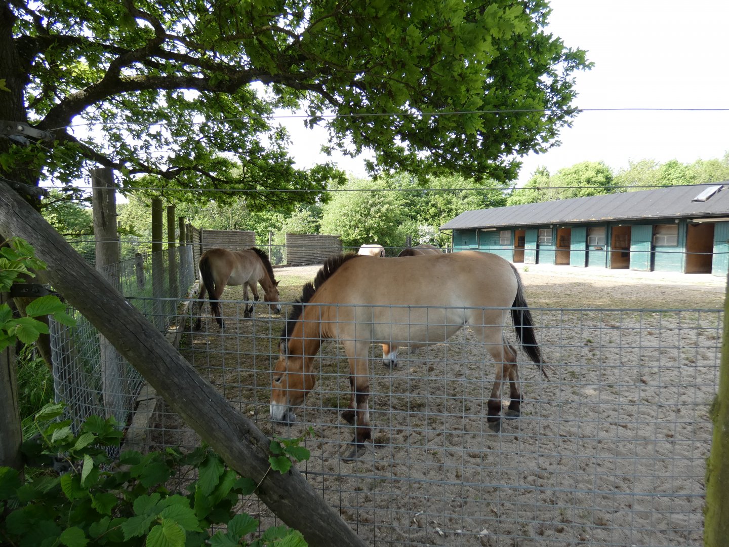 Przewalski's horse