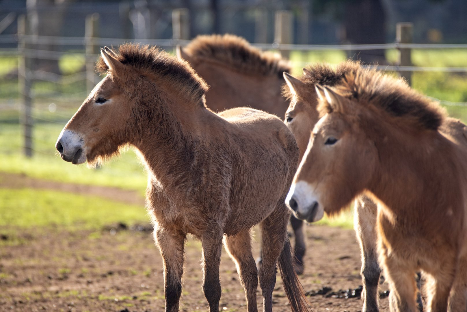 Przewalski's Horse