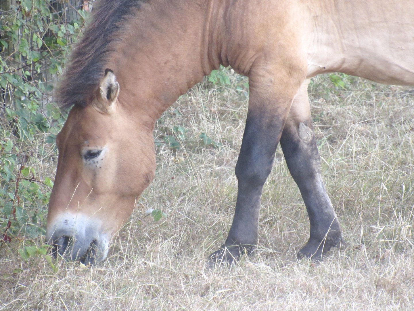 Przewalski’s Horse