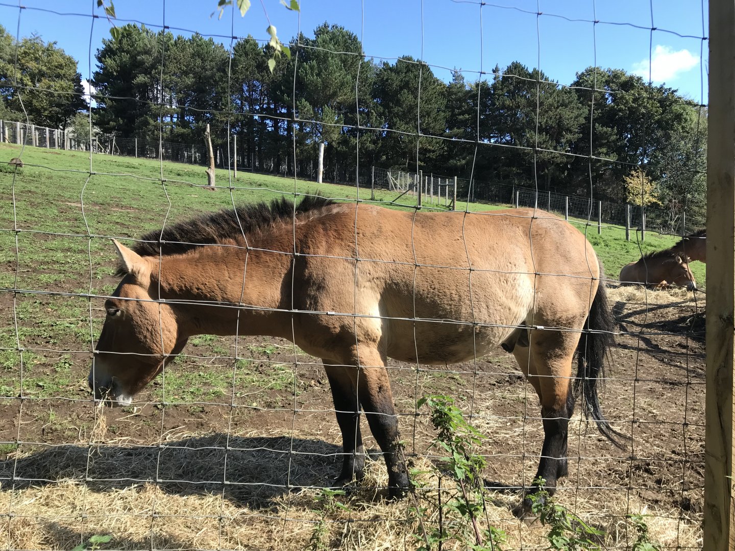 Przewalski’s horse