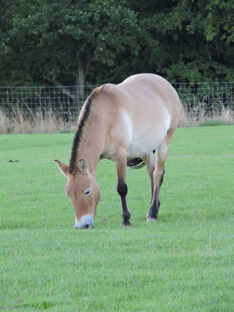 Przewalski's Horse