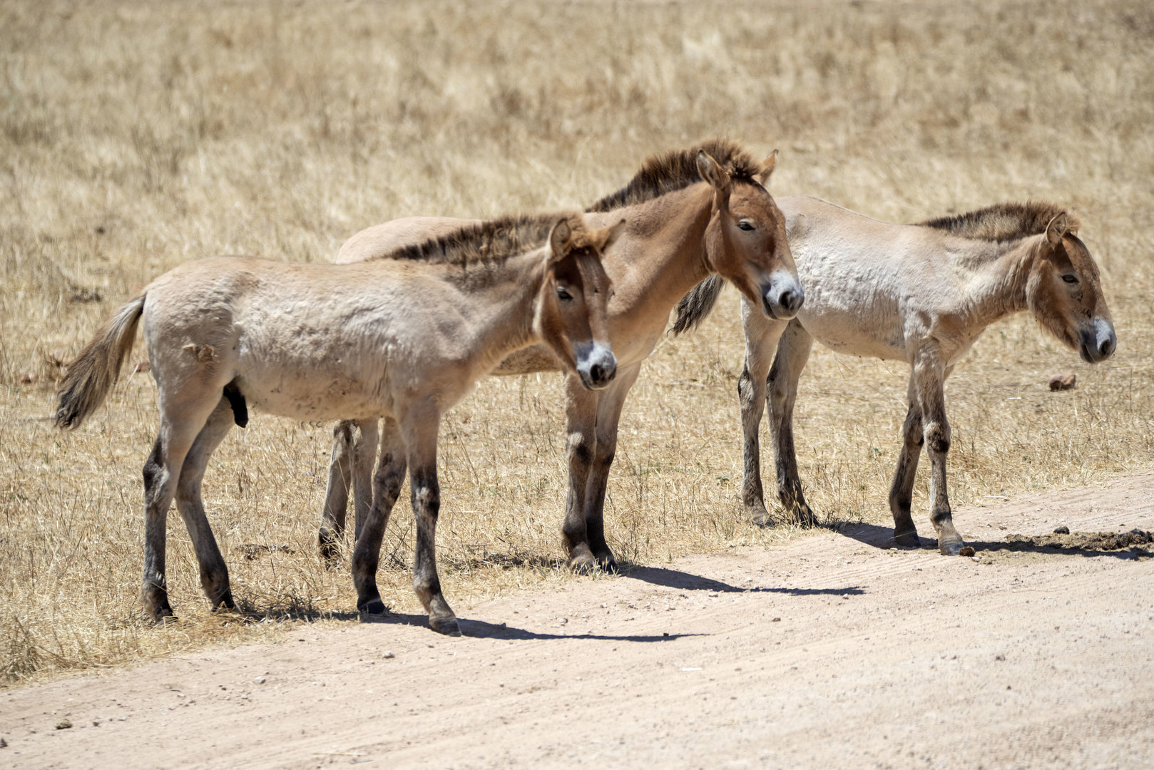Przewalski's Horse