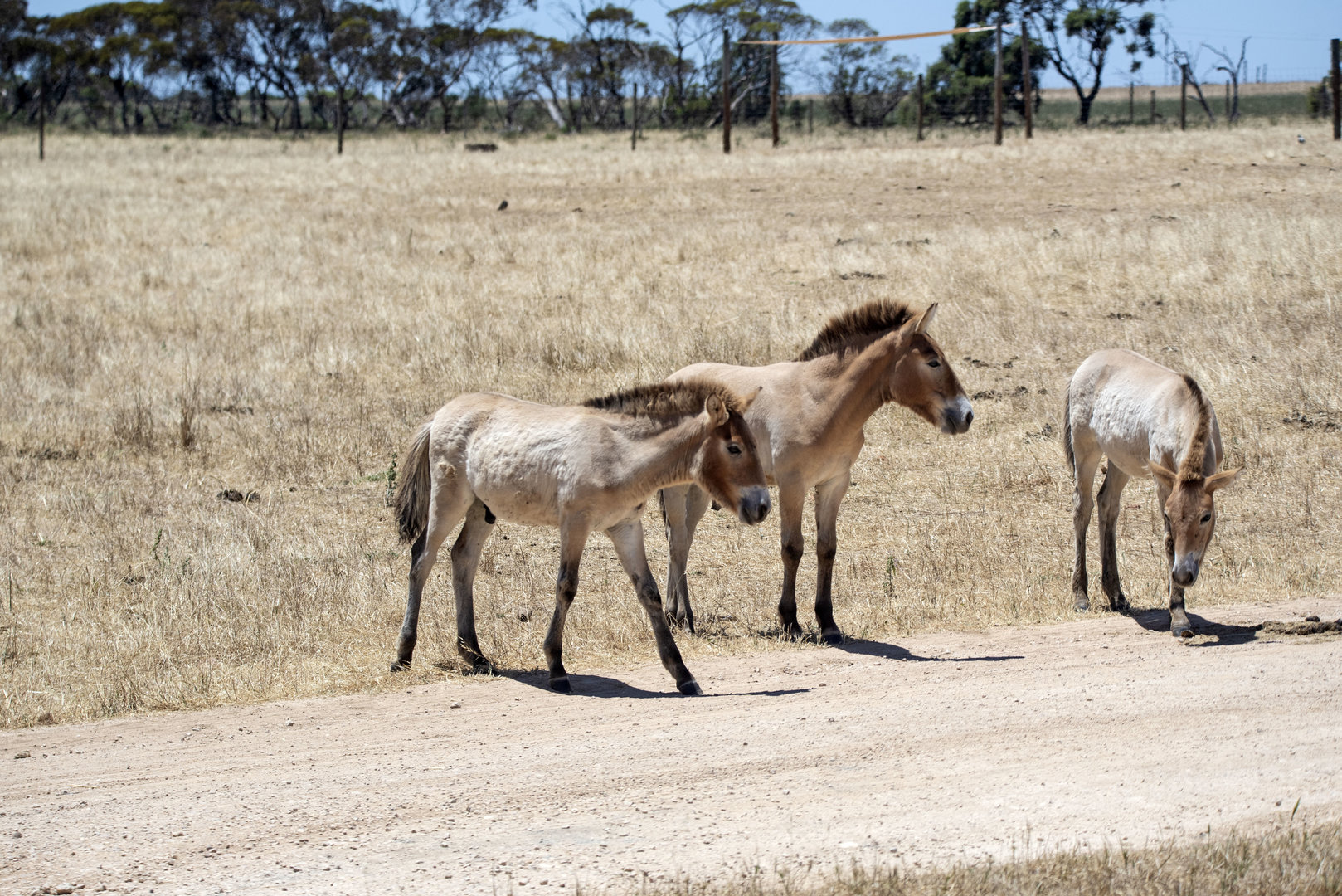 Przewalski's Horse