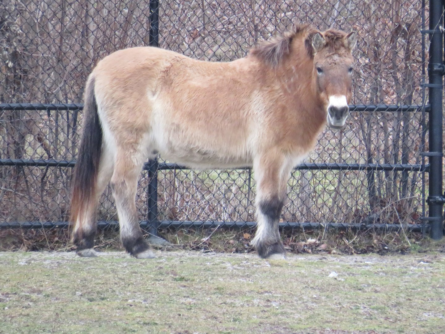 Przewalski's horse