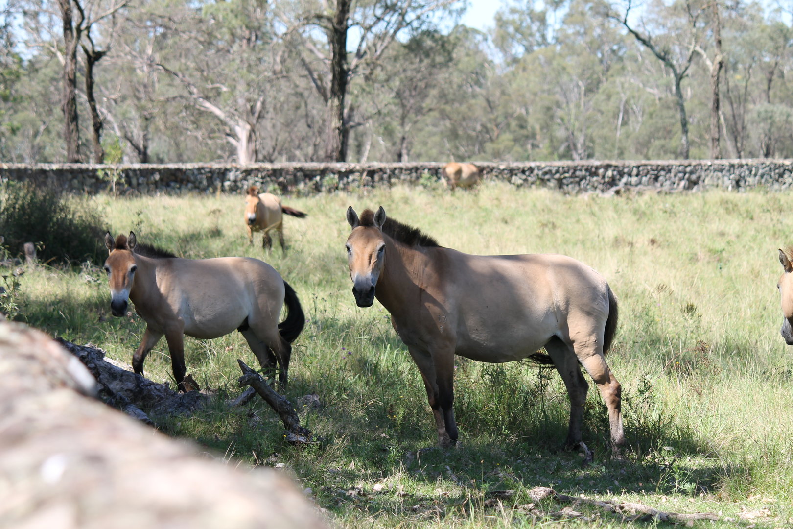 Przewalski's Horse