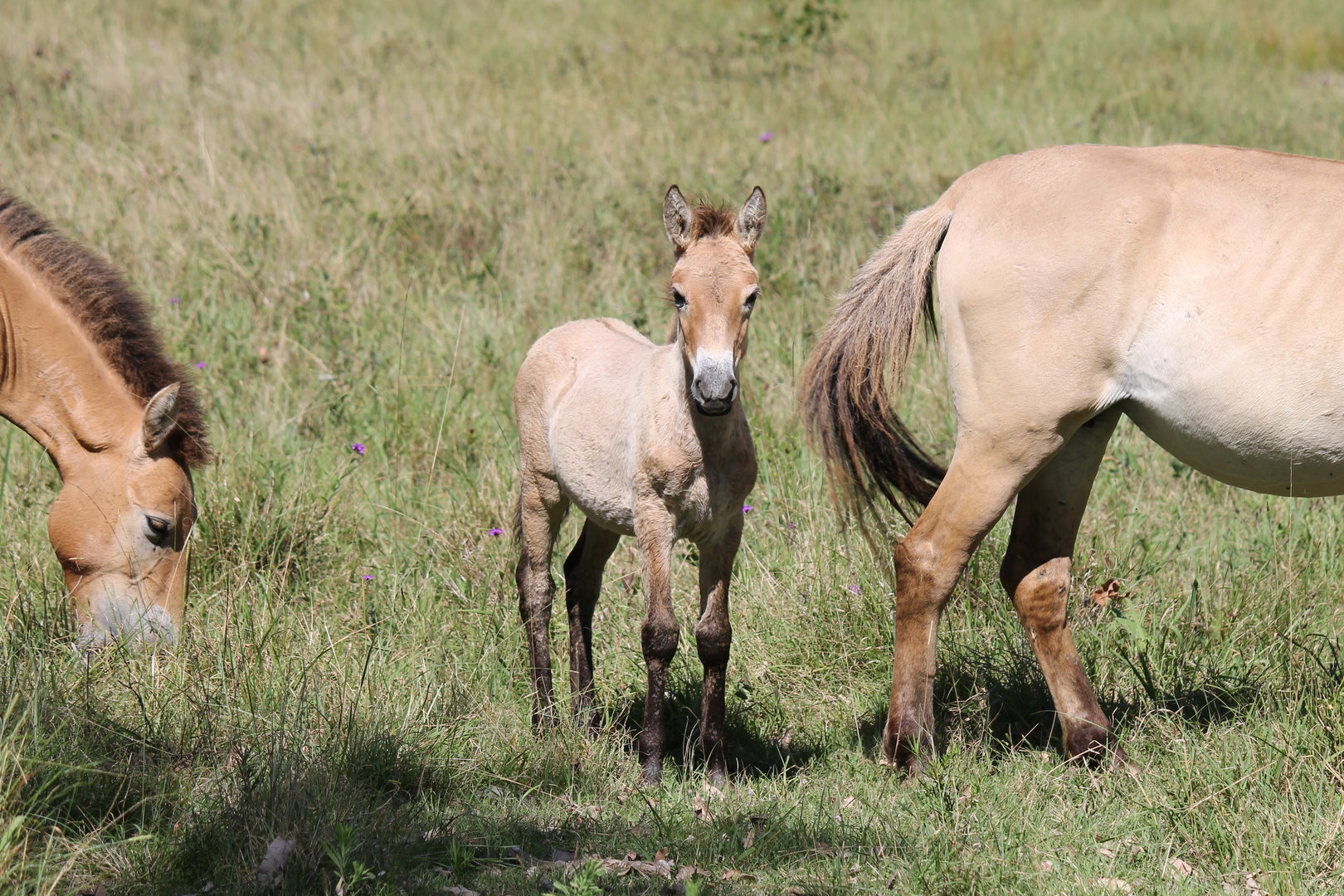 Przewalski's Horse