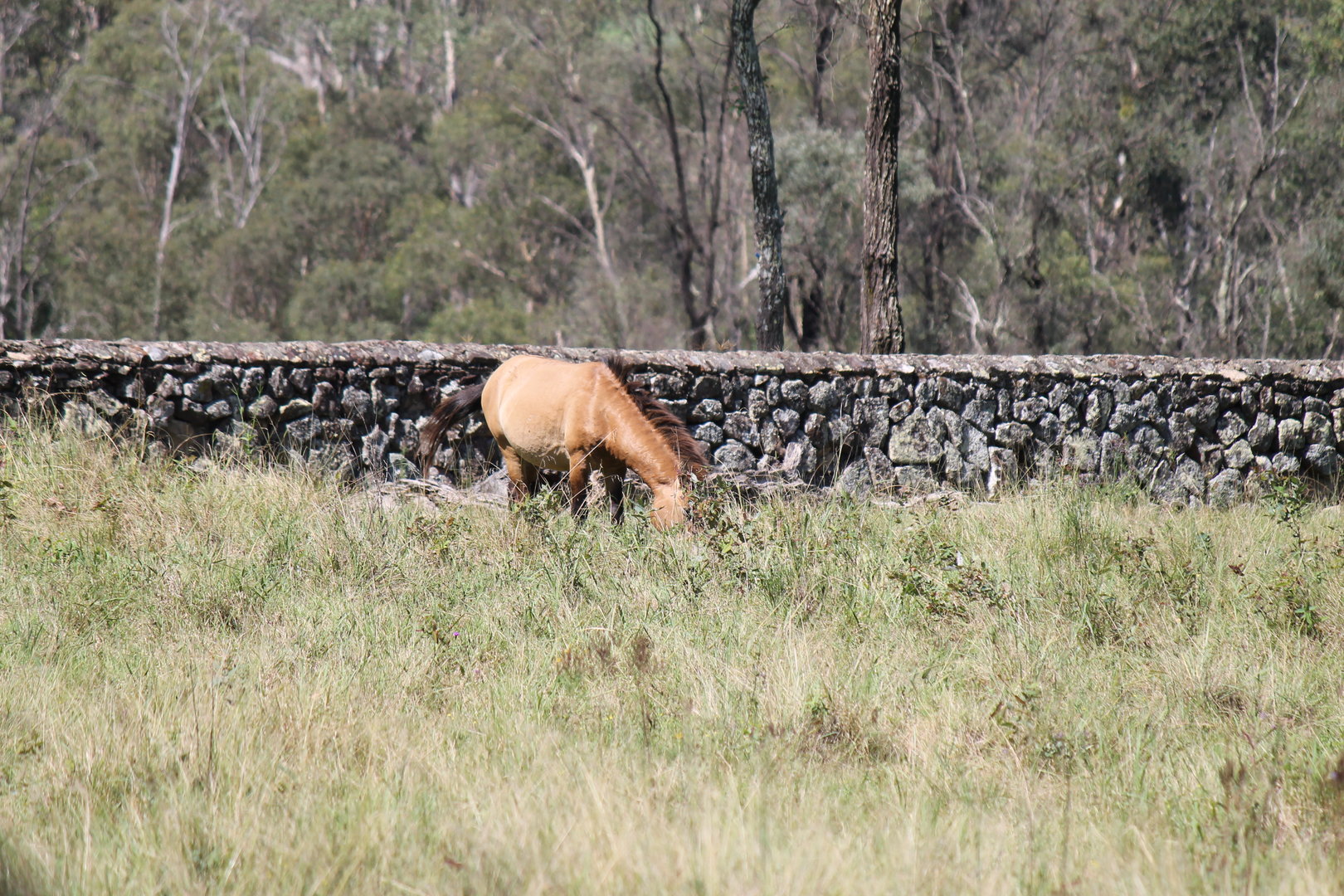 Przewalski's Horse