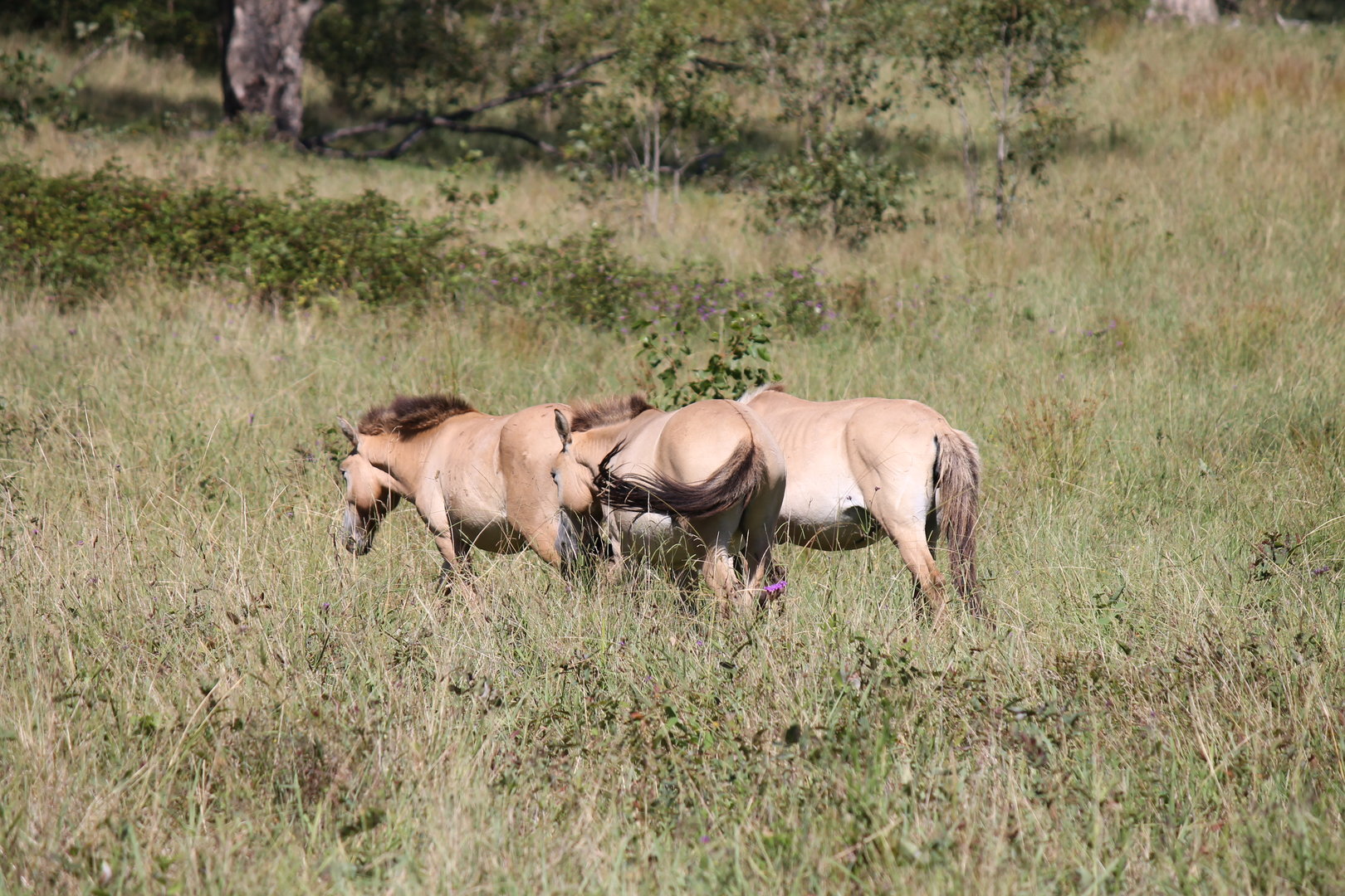 Przewalski's Horse