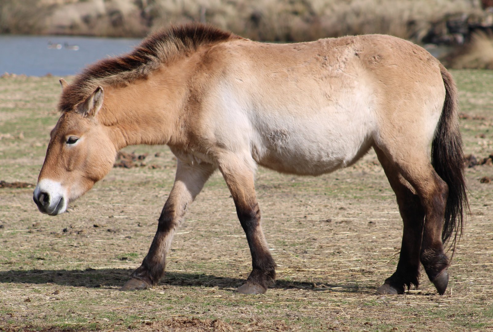 Przewalski's horse
