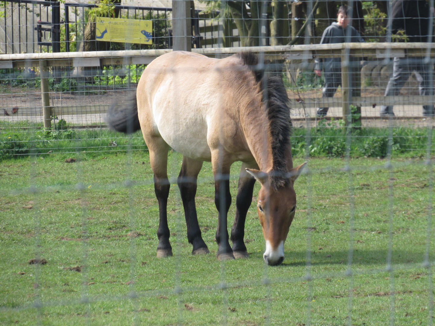 Przewalski's Horse