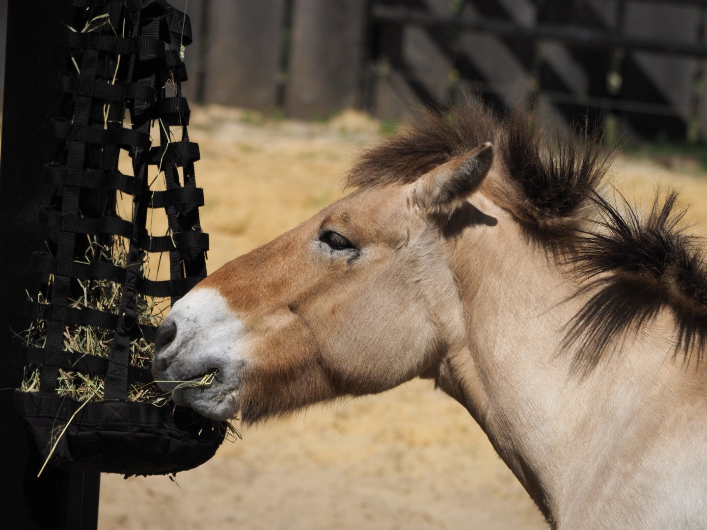 Przewalski's Horse