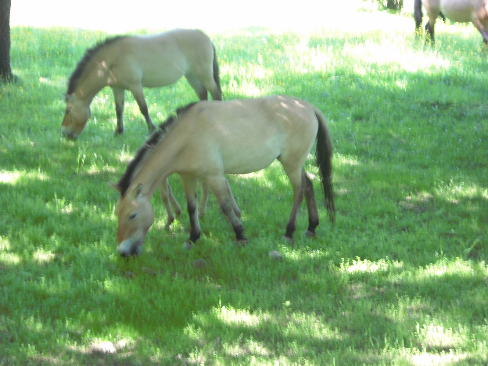 Przewalski's Horse