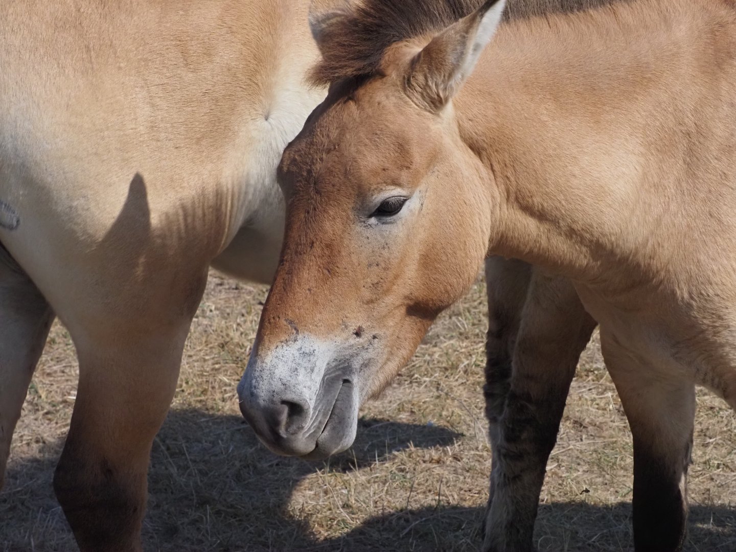 Przewalski's Horse