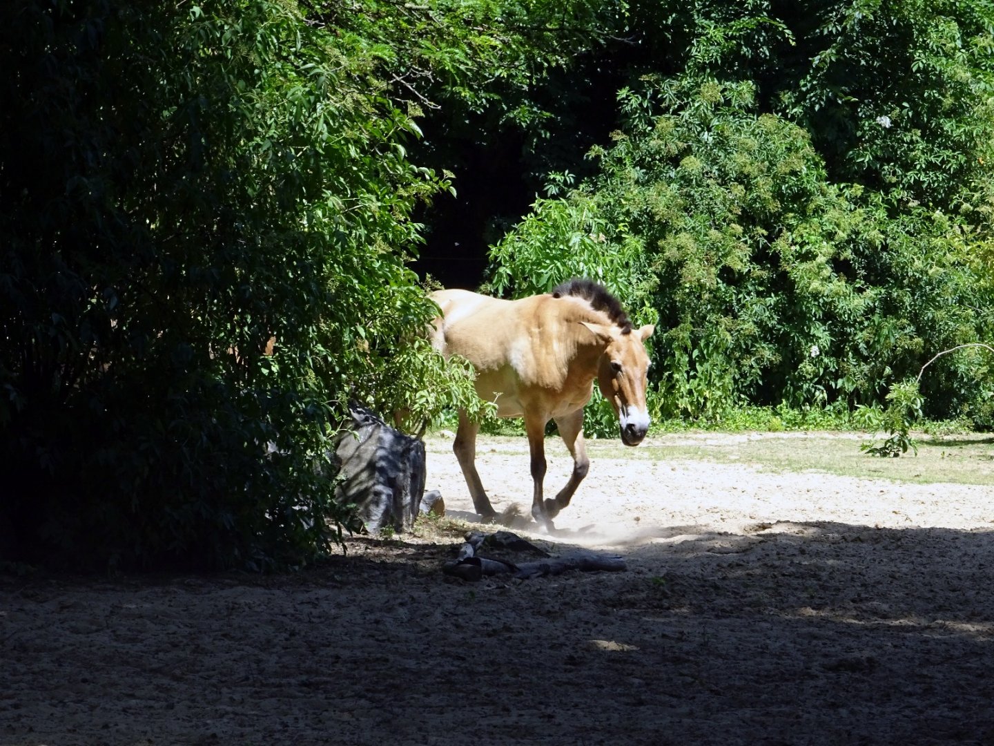 Przewalski's Horse