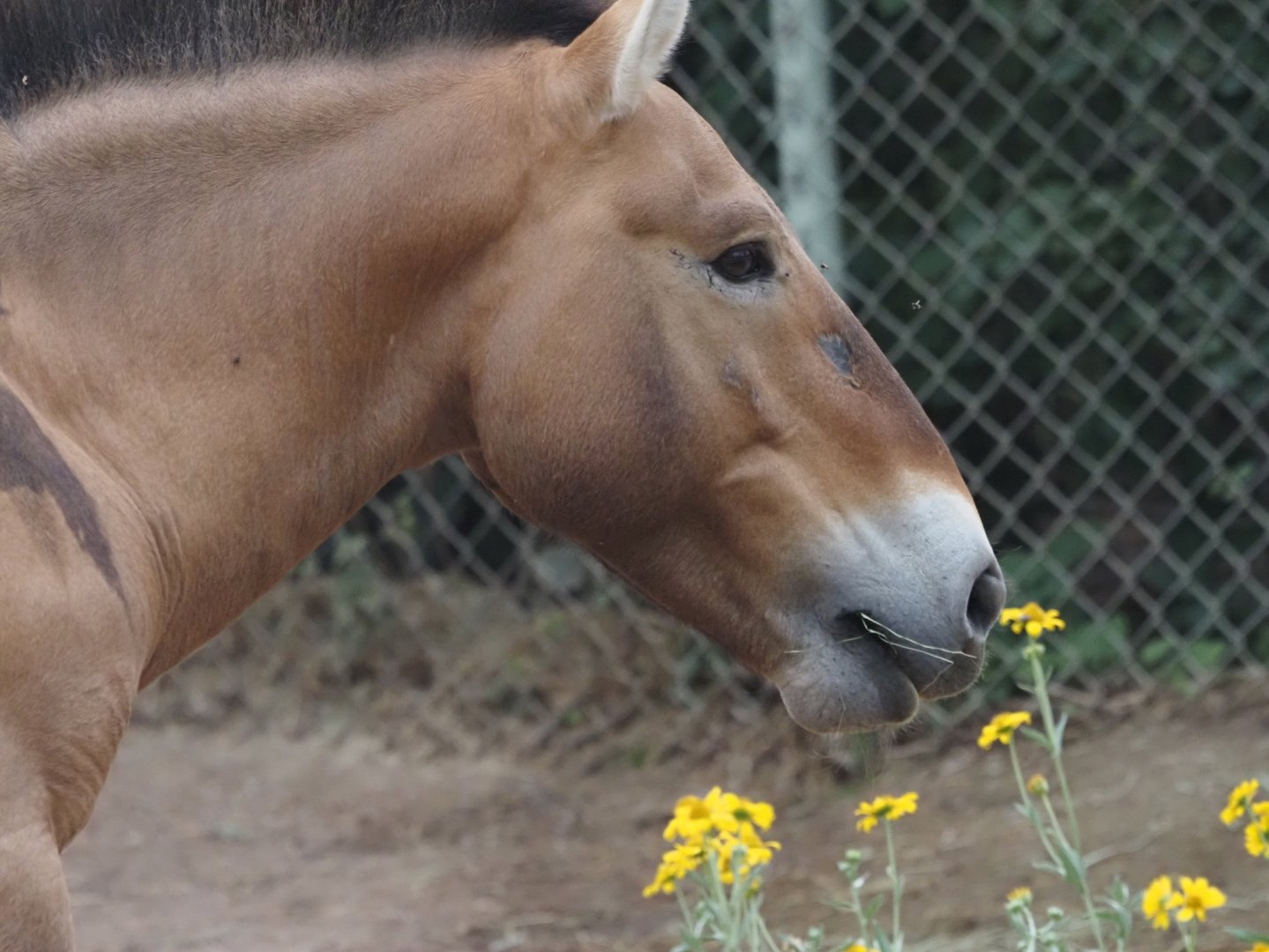 Przewalski's Horse