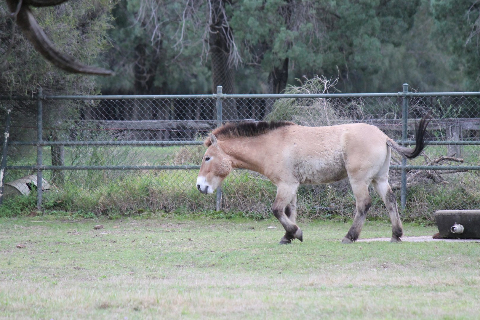 Przewalski's Horse