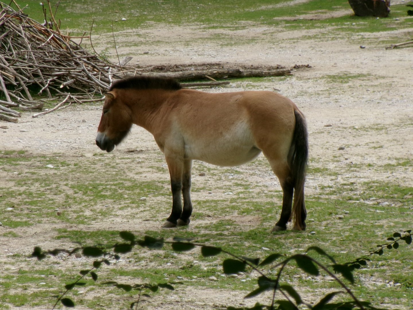 Przewalski's horse
