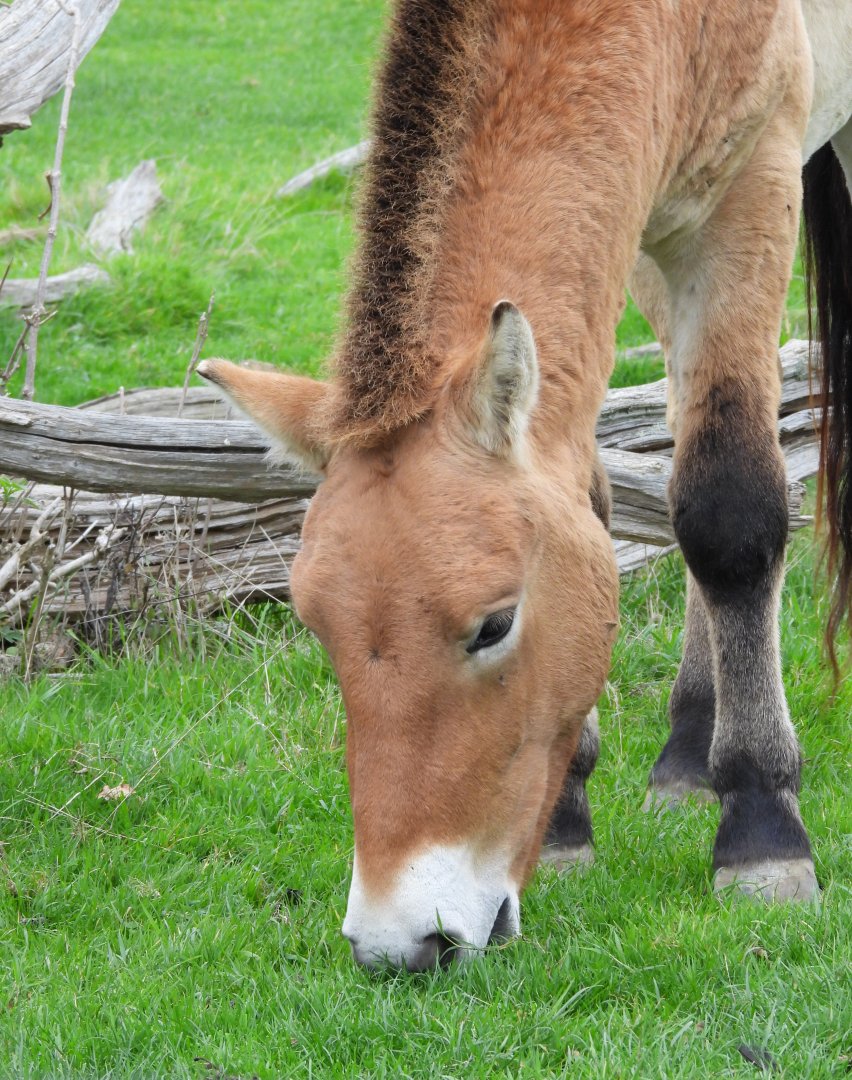 Przewalski's Horse