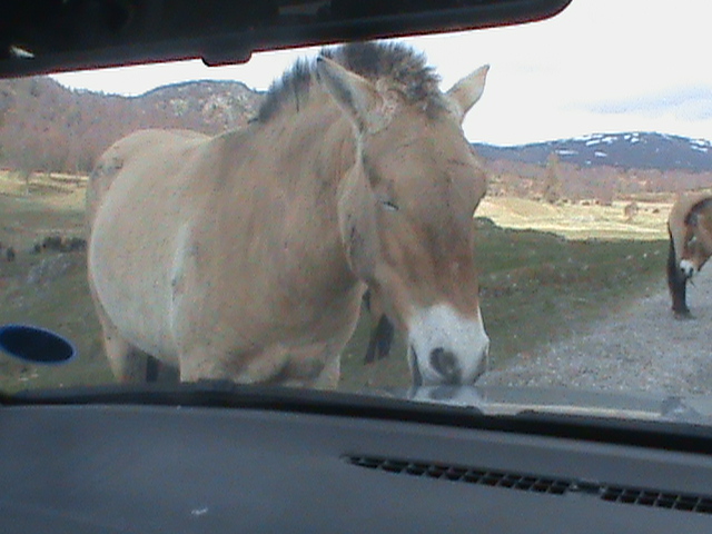 przewalskis horse2 04/10