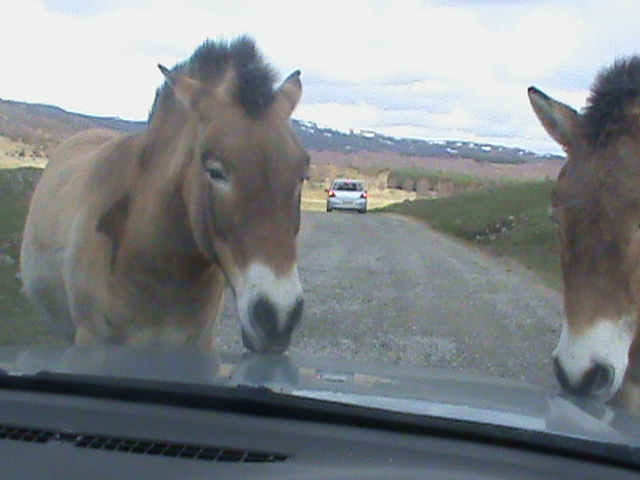 przewalskis horse3 04/10