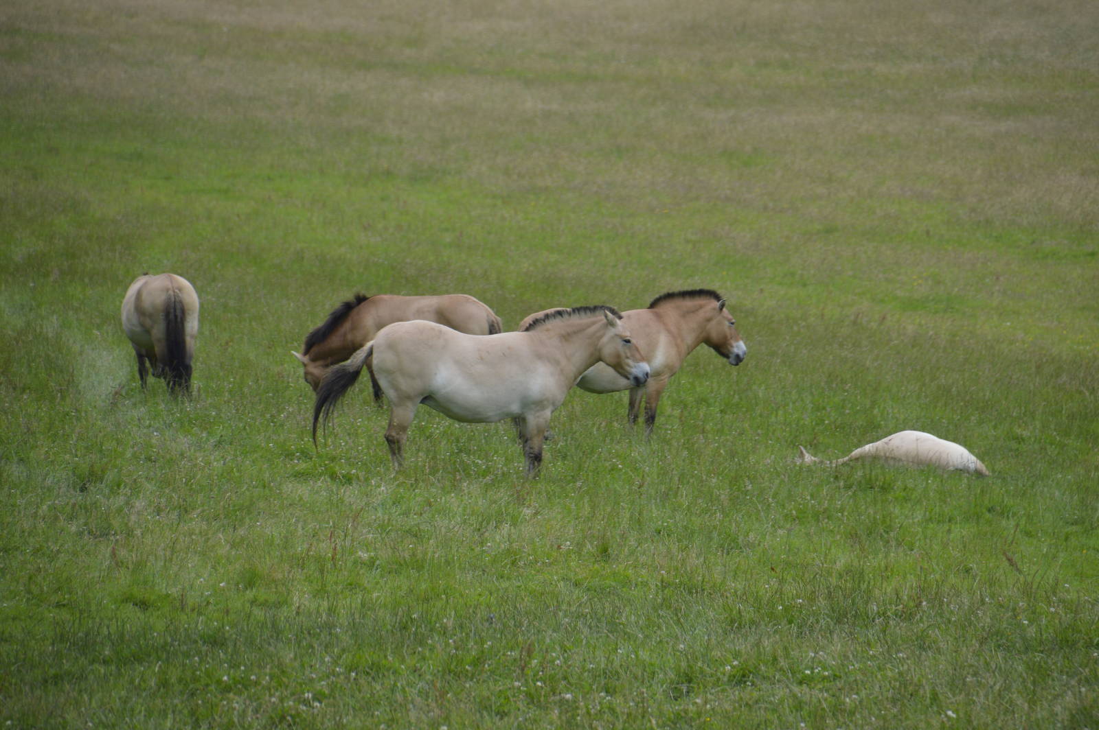 Przewalskis Horses 090716