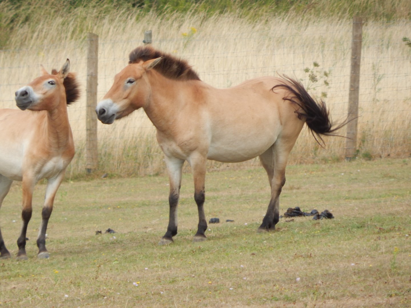 Przewalski's horses 150725
